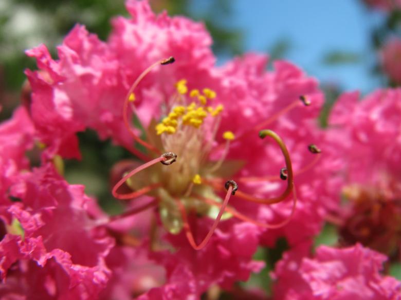 Free stock image of Pink flowers created by Boris Kyurkchiev