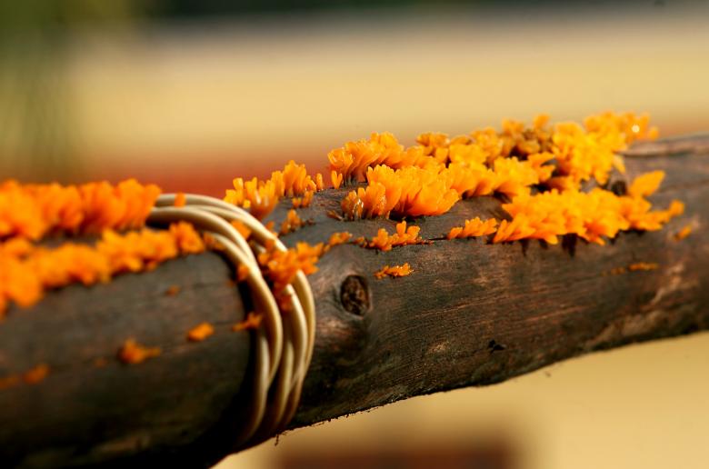 Free stock image of Jelly flower created by DEEPU DAS
