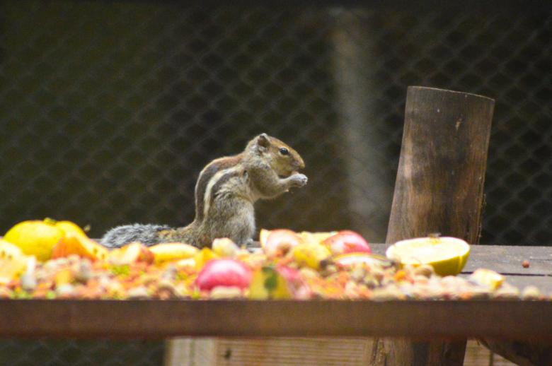 Free stock image of Squirrel eating created by Pugalenthi Iniabarathi