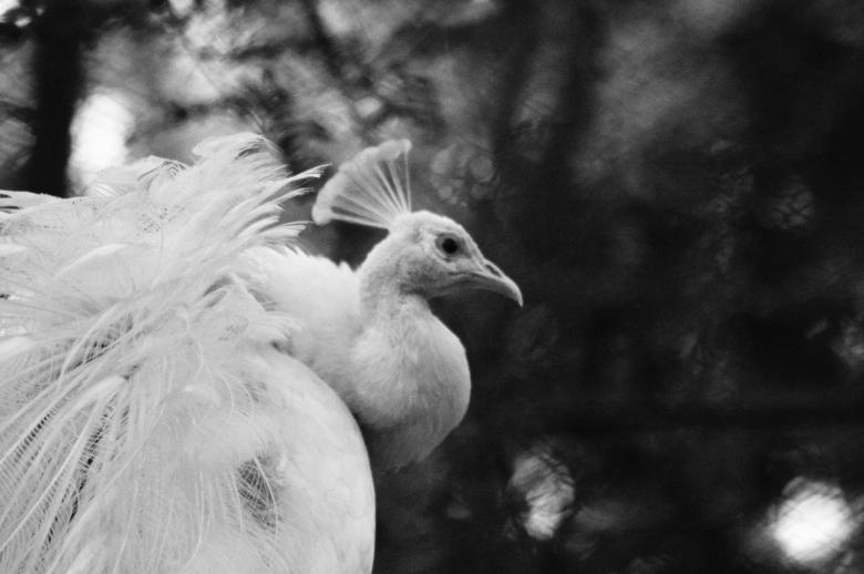 Free stock image of Peacock created by Pugalenthi Iniabarathi