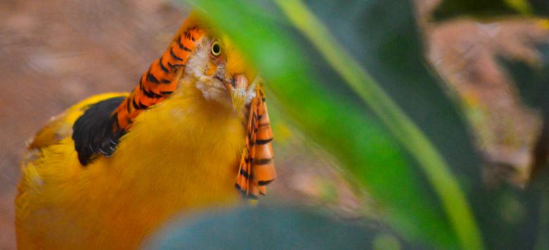 Free stock image of Golden Pheasant created by Pugalenthi Iniabarathi