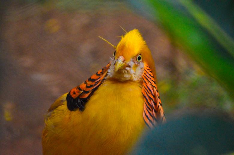 Free stock image of Golden Pheasant created by Pugalenthi Iniabarathi