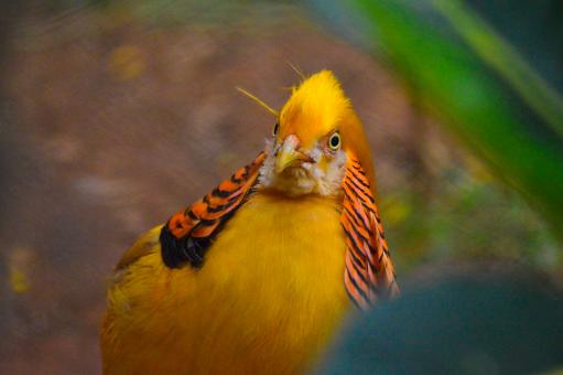 Golden Pheasant - Free Stock Photo