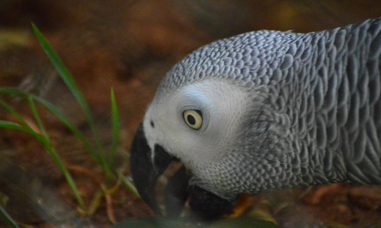 Free stock image of African Grey Parrot created by Pugalenthi Iniabarathi