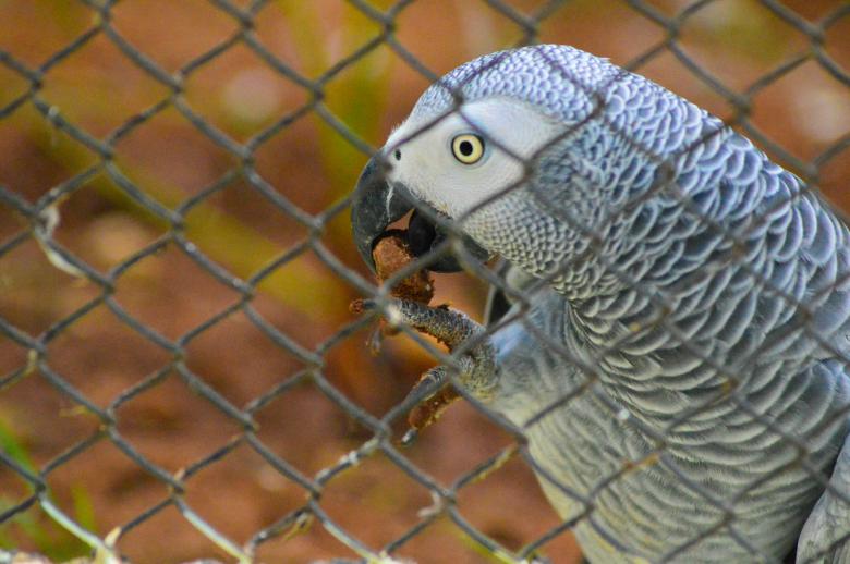 Free stock image of African Grey Parrot created by Pugalenthi Iniabarathi
