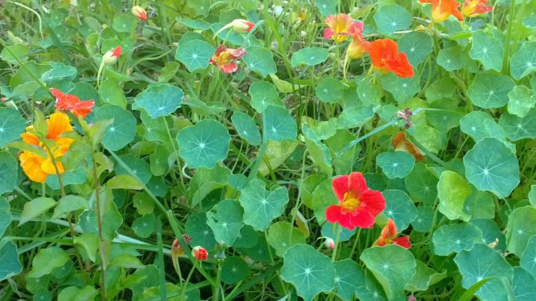 Free stock image of Flowers created by John Nwagwu