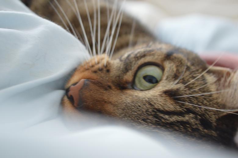 Free stock image of Sleeping cat created by Dennis Piso