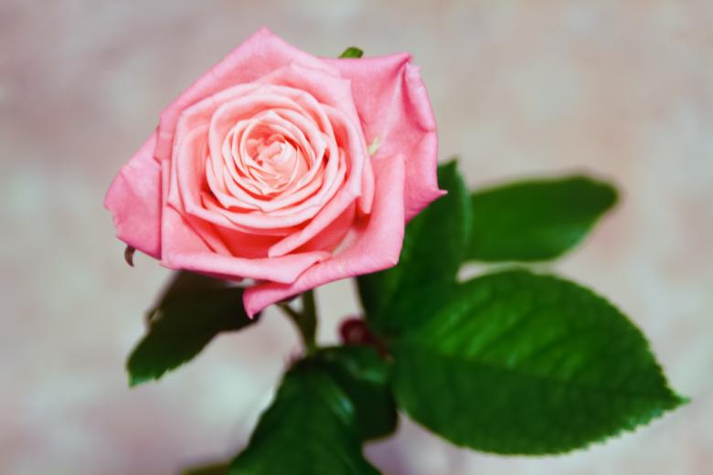 Free stock image of pink rose created by 2happy