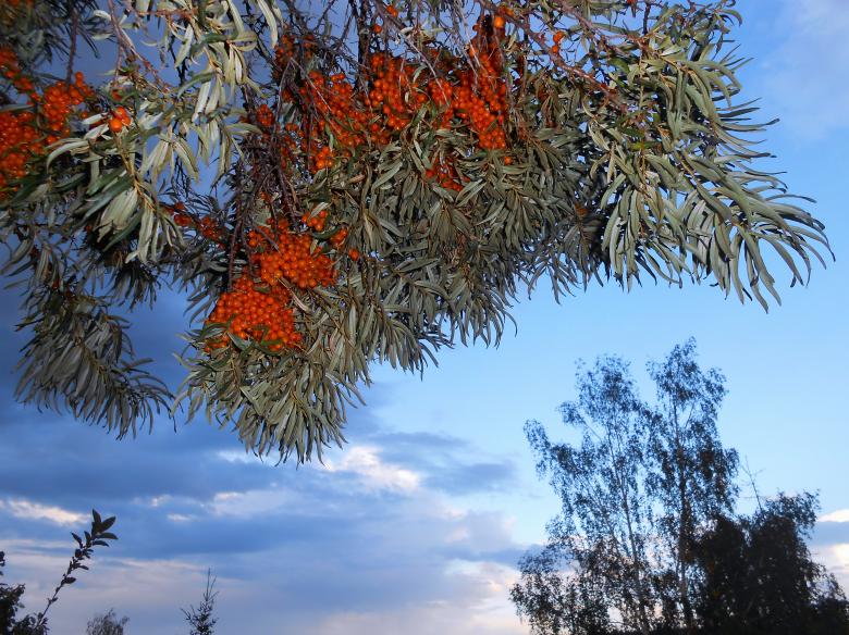 Free stock image of sea-buckthorn created by 2happy
