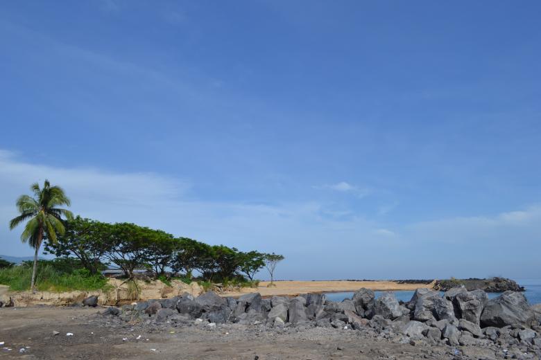 Free stock image of Landscape of tree on a beach created by Ryan Jhoe