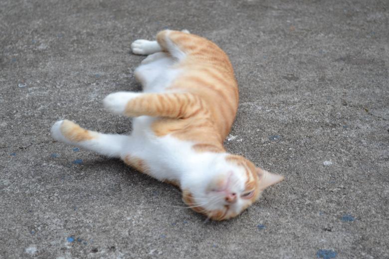 Free stock image of Adult cat lay down created by Ryan Jhoe
