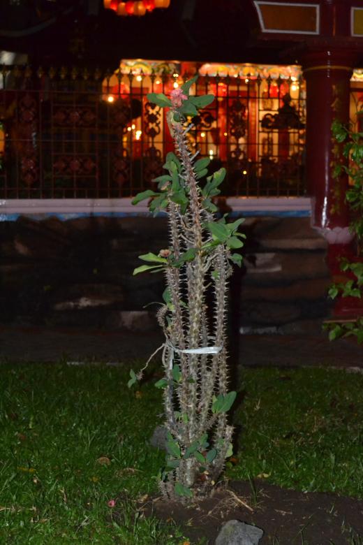 Free stock image of Tropical Cactus Tree created by Ryan Jhoe