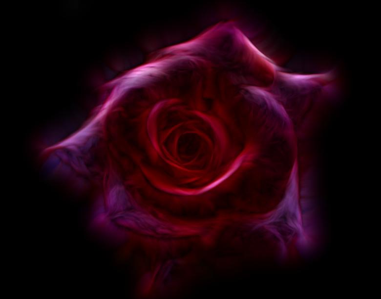 Free stock image of Scattered Pink Rose created by Ryan Jhoe