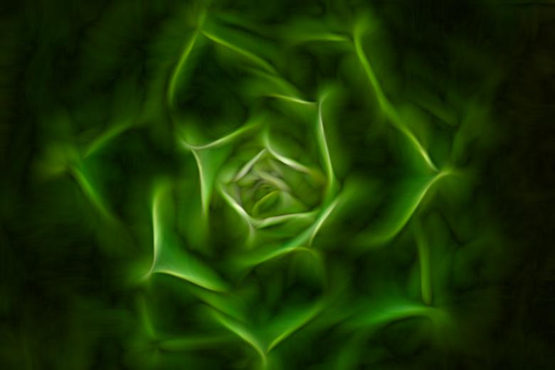 Free stock image of Green Euphorbia created by Ryan Jhoe