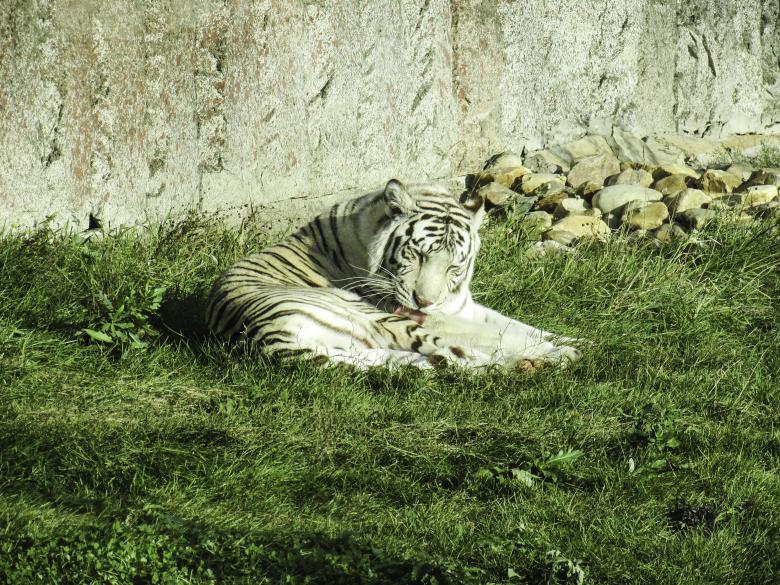 Free stock image of White tiger created by Arthur