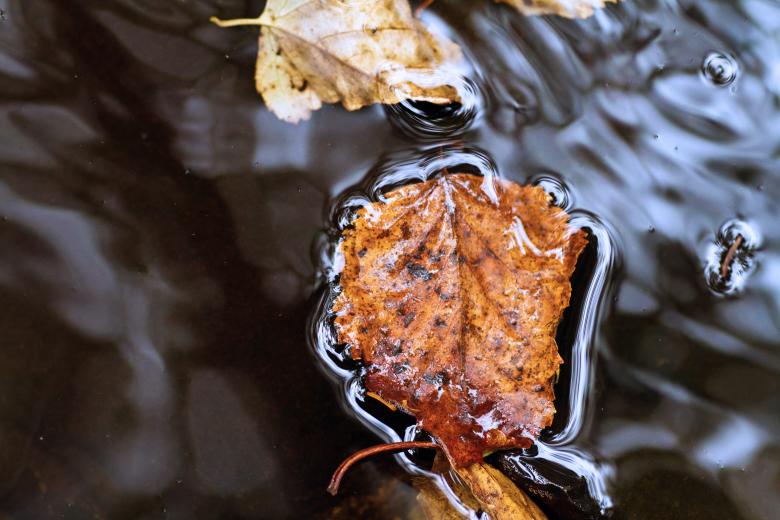 Free stock image of  Autumn Stream created by Geoffrey Whiteway
