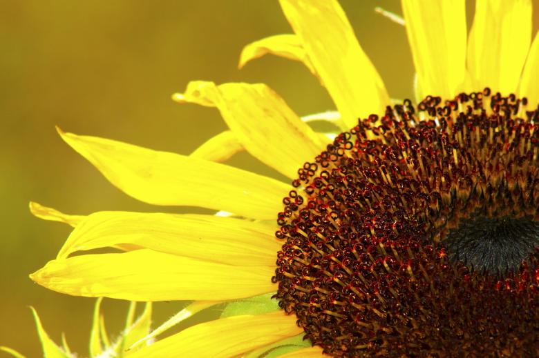 Free stock image of Sunflower created by Val Lawless
