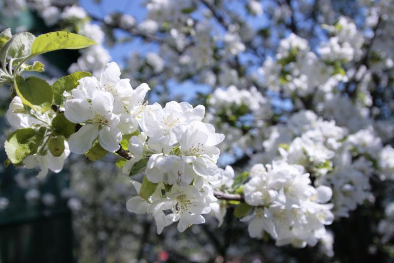 Free stock image of Flowers on appletree created by 2happy