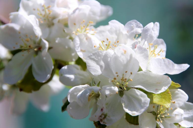 Free stock image of Appletree Flowers created by 2happy
