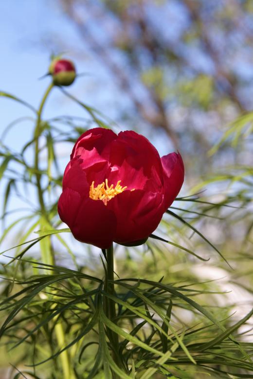 Free stock image of Red tulip created by 2happy