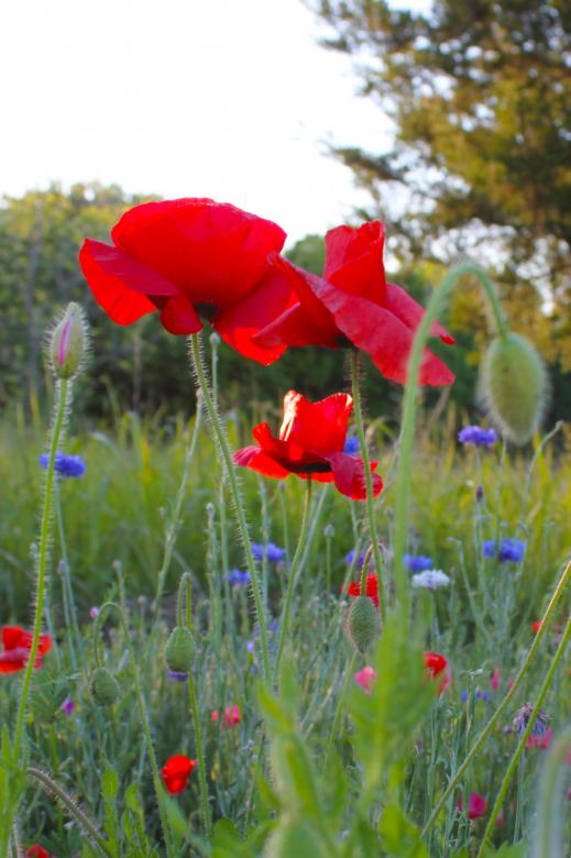 Free stock image of Poppies created by Val Lawless