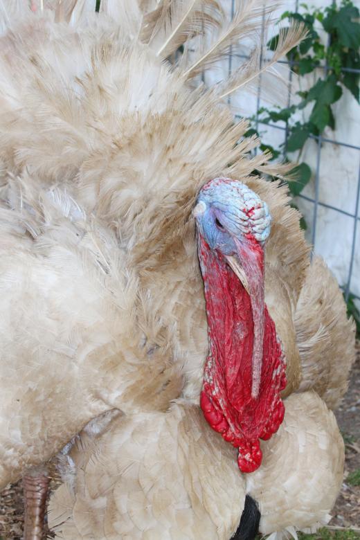 Free stock image of Large turkey created by Val Lawless