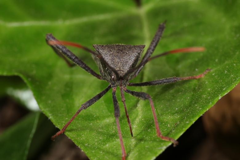 Free stock image of Assassin Bug on a green leaf created by Jared Davidson