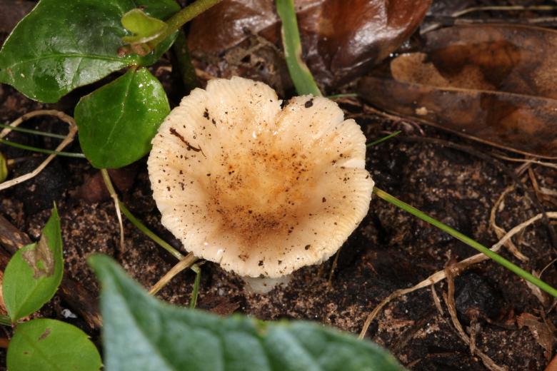 Free stock image of Mushroom macro created by Jared Davidson