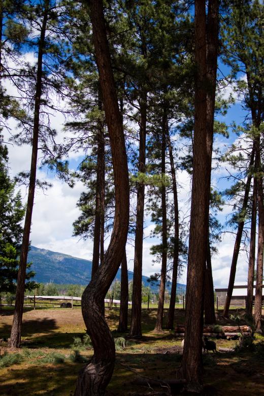 Free stock image of Twister pinetrees created by Jared Davidson