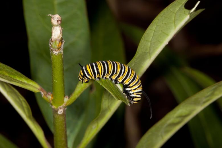 Free stock image of Monarch Butterfly Caterpillar created by Jared Davidson