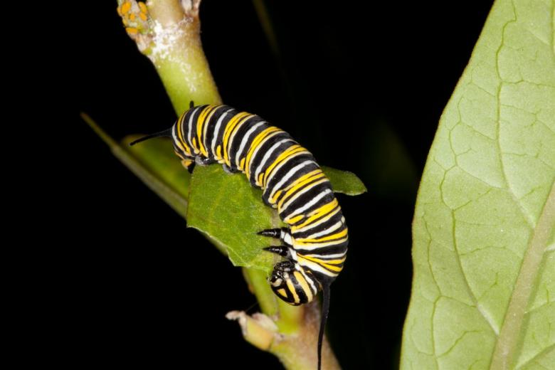 Free stock image of Monarch Butterfly Caterpillar created by Jared Davidson