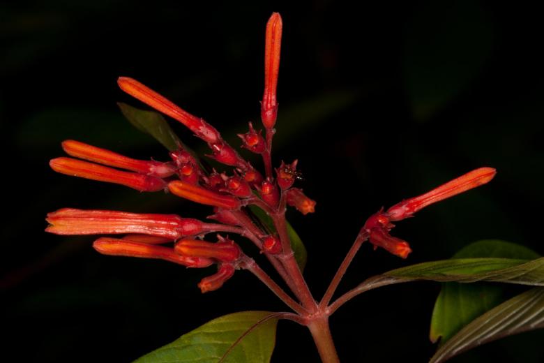 Free stock image of Red Flower Macro created by Jared Davidson