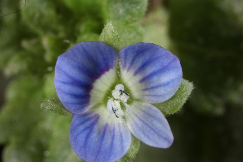 Free stock image of Blue Flower macro created by Jared Davidson