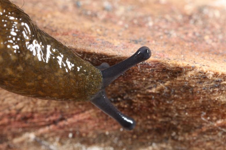 Free stock image of Slug macro photograph created by Jared Davidson