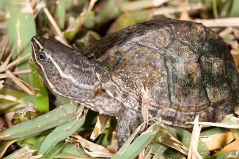Free stock image of Mud Turtle created by Jared Davidson