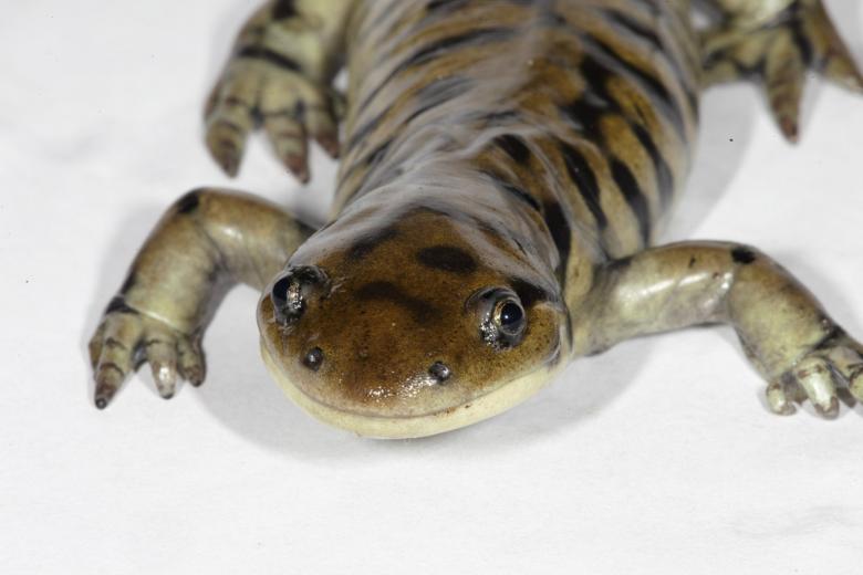 Free stock image of Tiger Salamander created by Jared Davidson