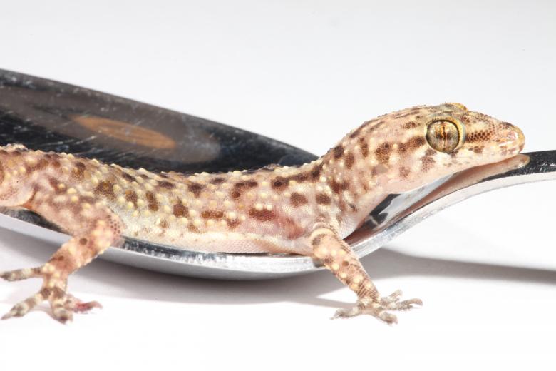 Free stock image of Mediterranean Gecko created by Jared Davidson
