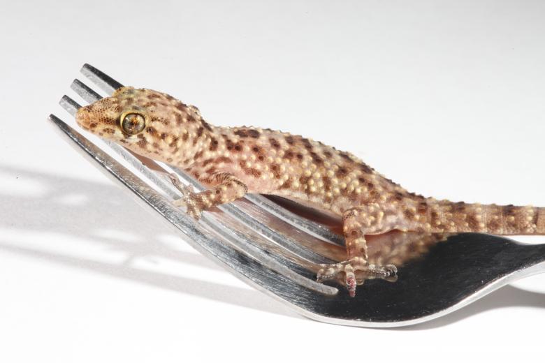 Free stock image of Mediterranean Gecko created by Jared Davidson