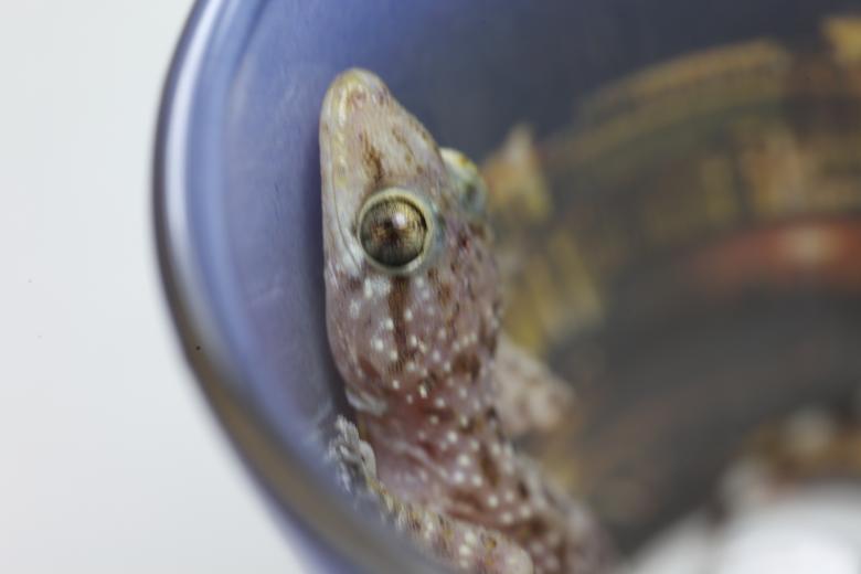 Free stock image of Mediterranean Gecko created by Jared Davidson