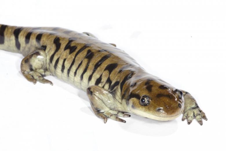 Free stock image of Tiger Salamander created by Jared Davidson