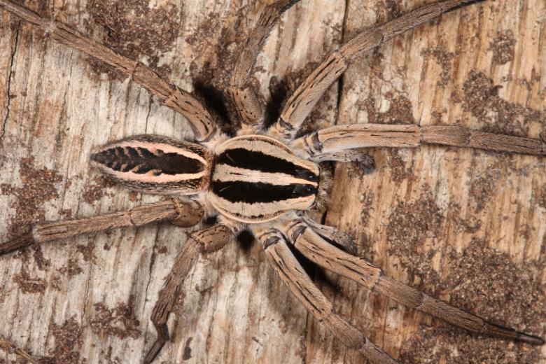Free stock image of Wolf Spider created by Jared Davidson