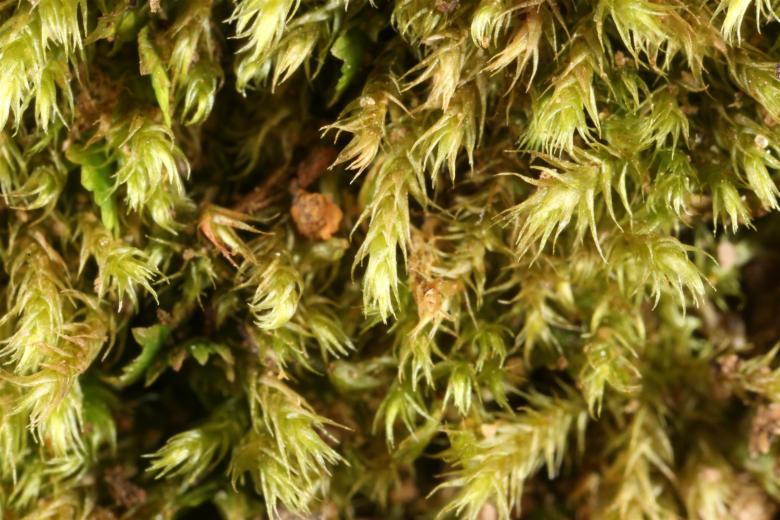Free stock image of Moss texture created by Jared Davidson