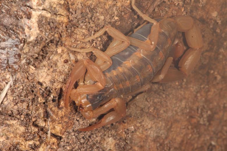 Free stock image of Scorpion macro created by Jared Davidson