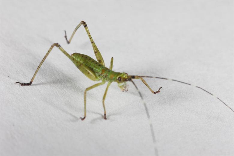 Free stock image of Green Cricket created by Jared Davidson