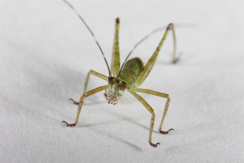 Free stock image of Green Cricket created by Jared Davidson