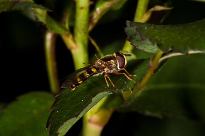 Free stock image of Overfly macro created by Jared Davidson