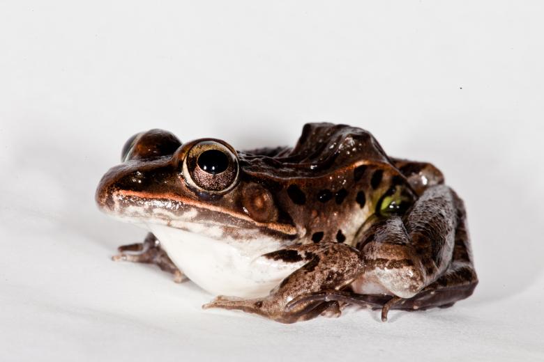 Free stock image of Leopard Frog created by Jared Davidson
