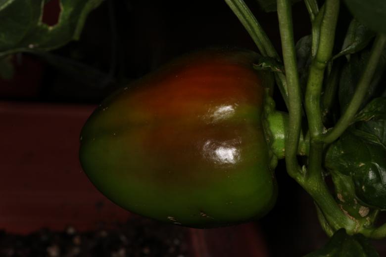 Free stock image of Multi color pimento pepper created by Jared Davidson