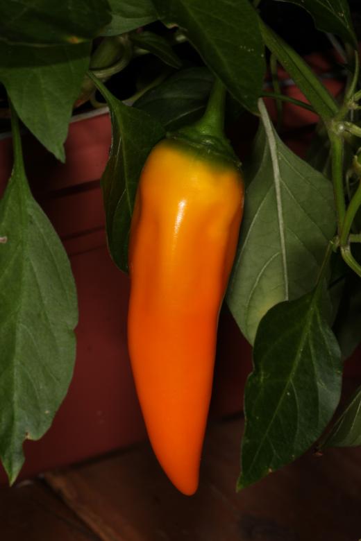 Free stock image of Sweet orange pepper created by Jared Davidson