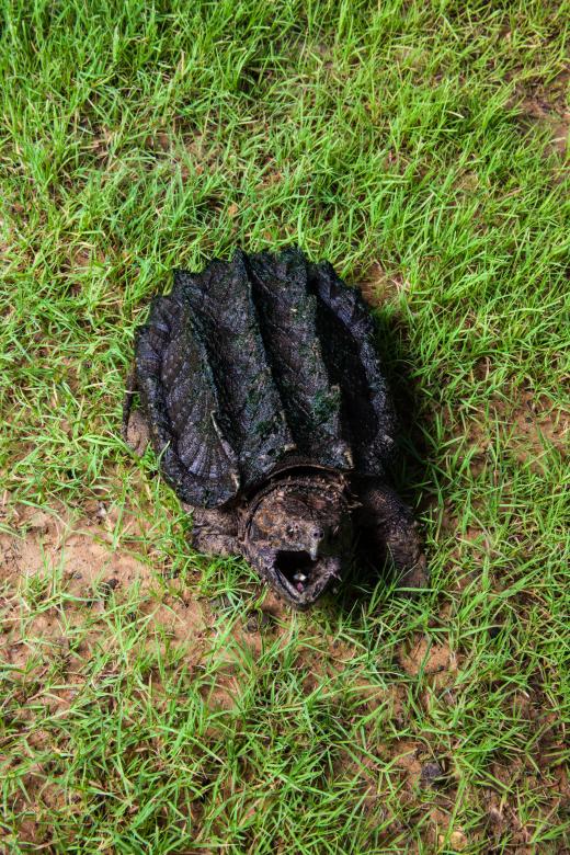 Free stock image of Alligator Snapping Turtle created by Jared Davidson